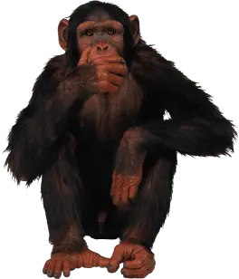 Macaco