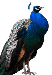 Pavão